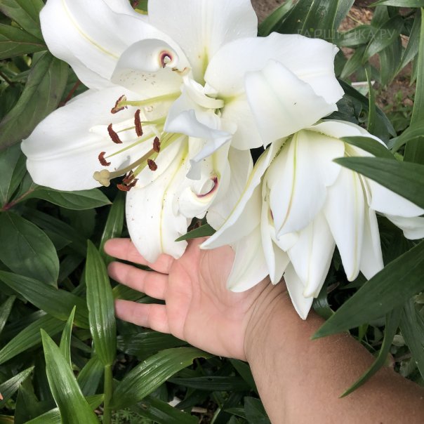 превью изображения отзыва