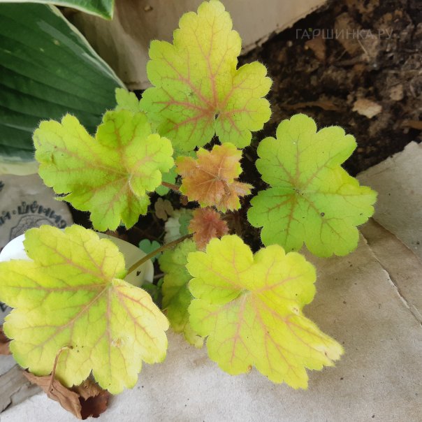 превью изображения отзыва