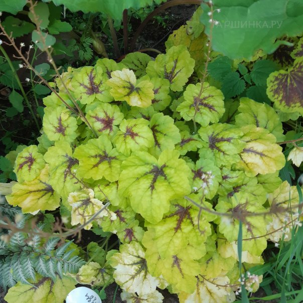 превью изображения отзыва