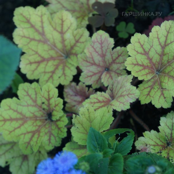 превью изображения отзыва