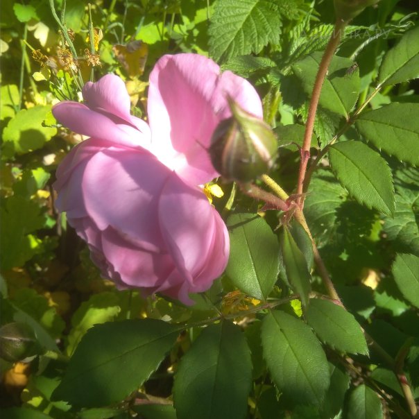 превью изображения отзыва