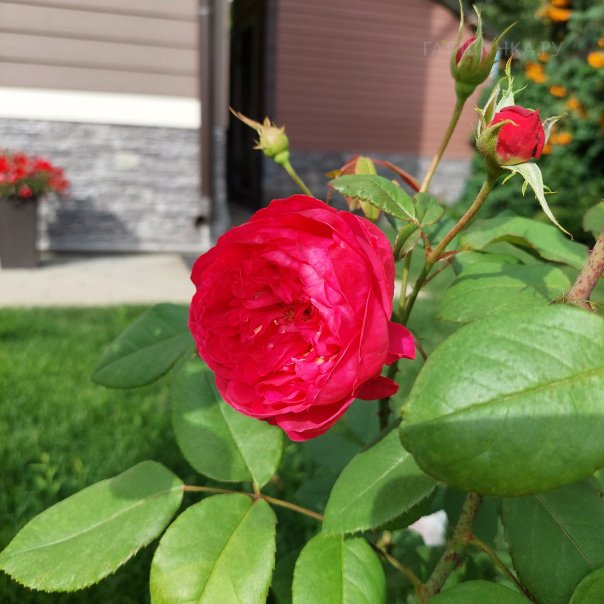 превью изображения отзыва