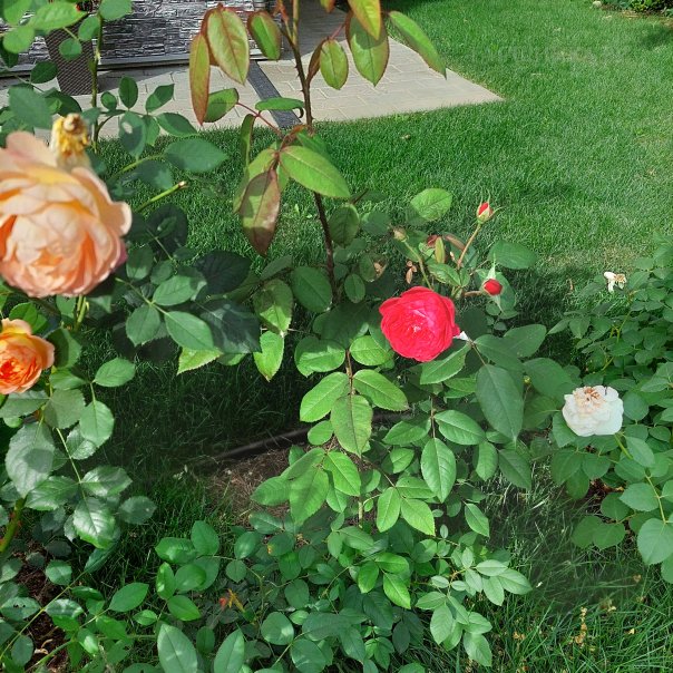 превью изображения отзыва