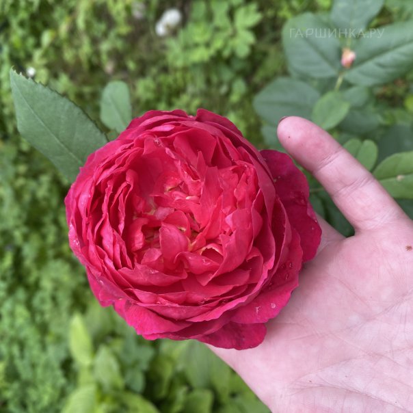 превью изображения отзыва