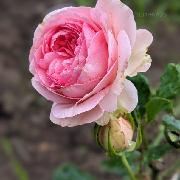 превью изображения отзыва