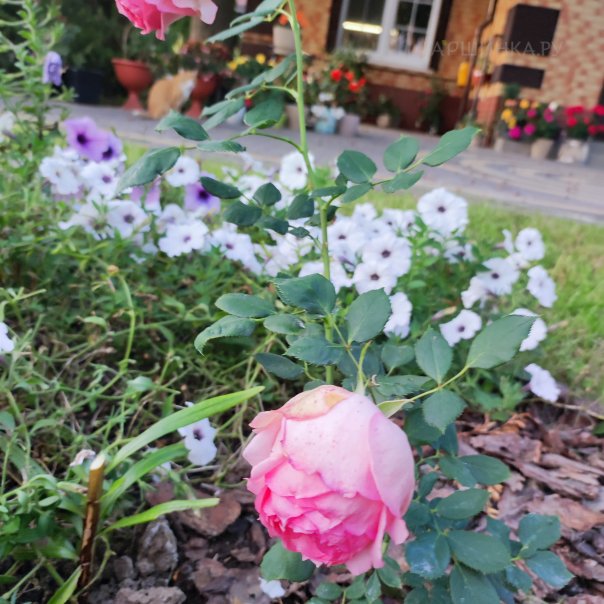 превью изображения отзыва