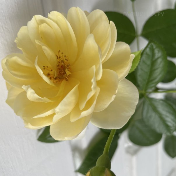 превью изображения отзыва