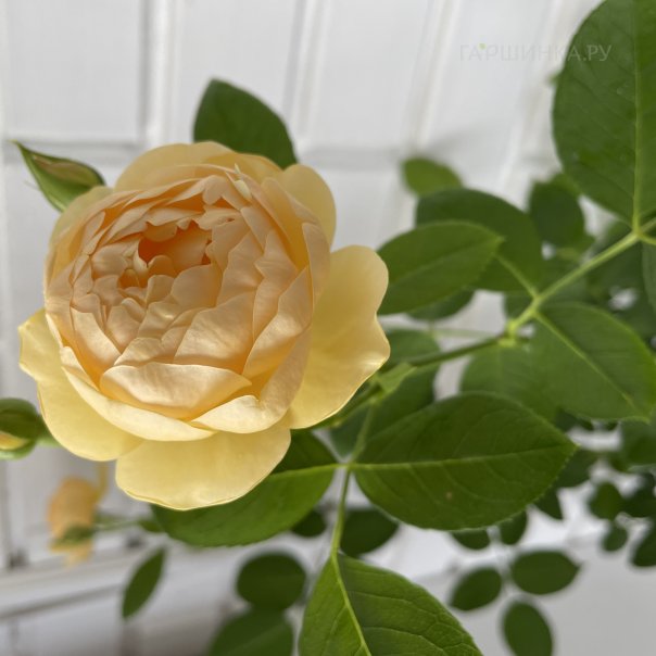 превью изображения отзыва