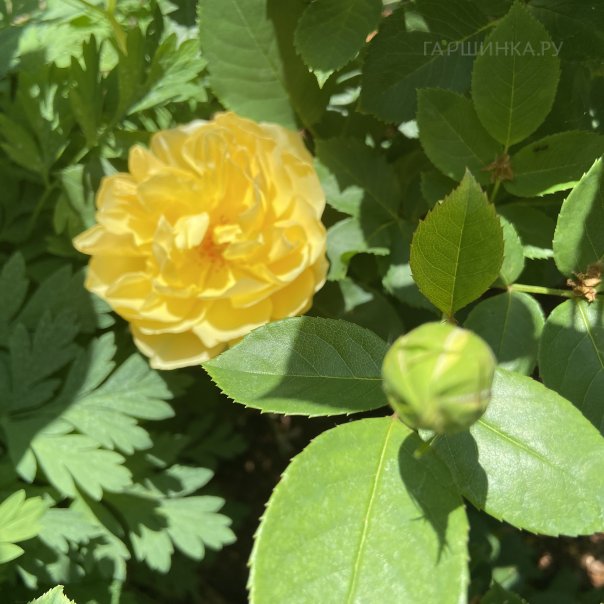 превью изображения отзыва