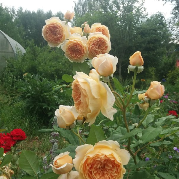 превью изображения отзыва