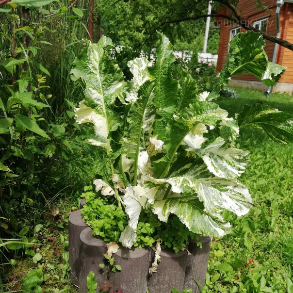 превью изображения отзыва