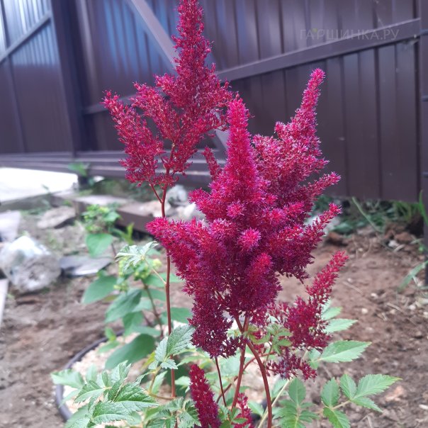 превью изображения отзыва