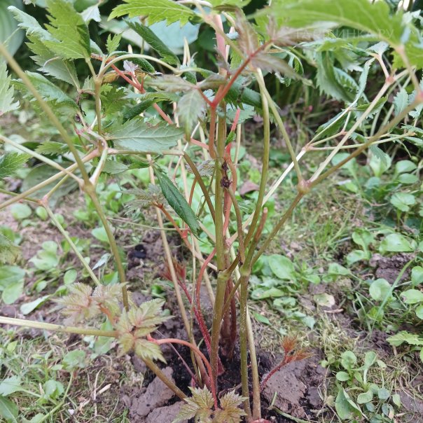 превью изображения отзыва