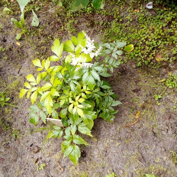 превью изображения отзыва