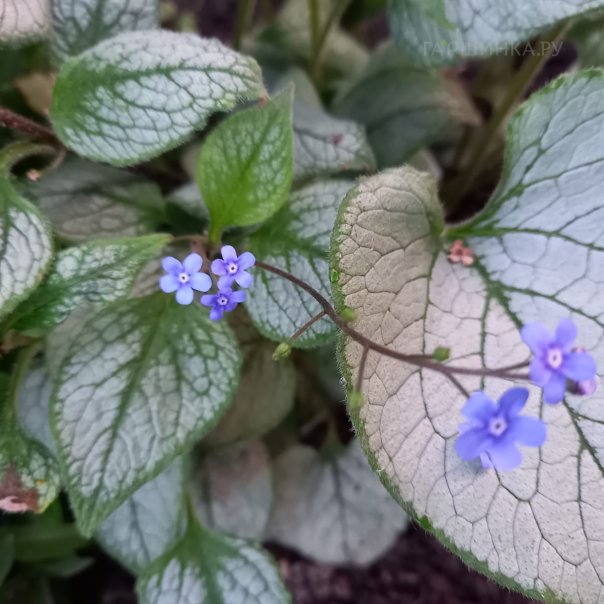 превью изображения отзыва