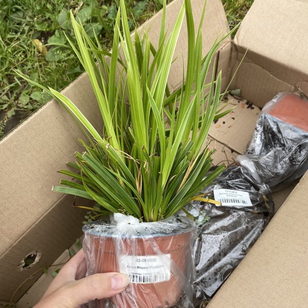 превью изображения отзыва