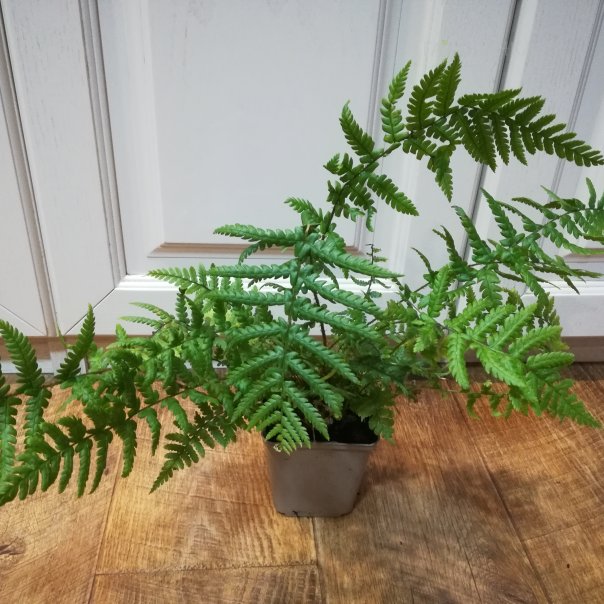 превью изображения отзыва