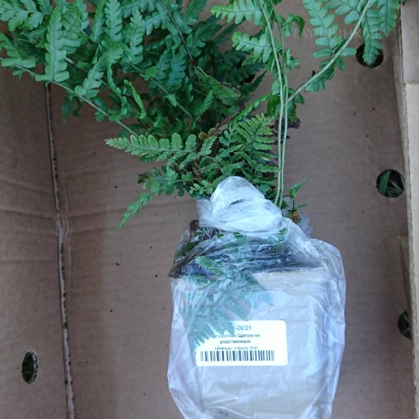 превью изображения отзыва