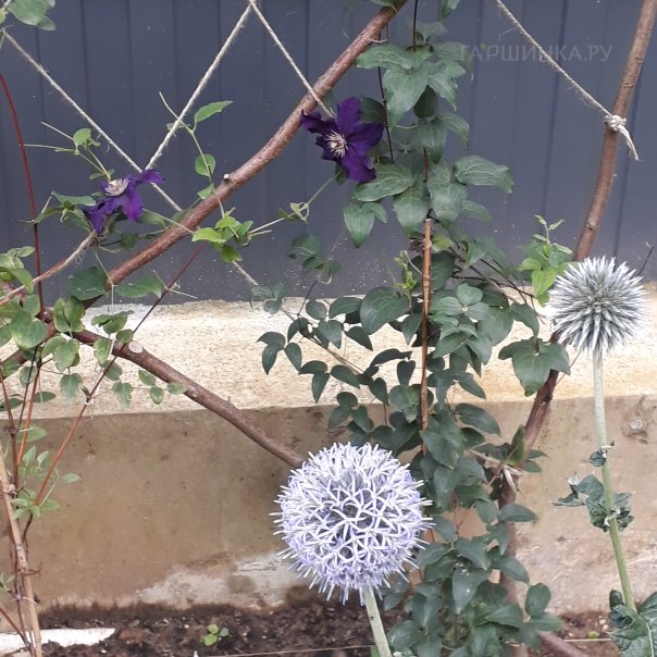 превью изображения отзыва