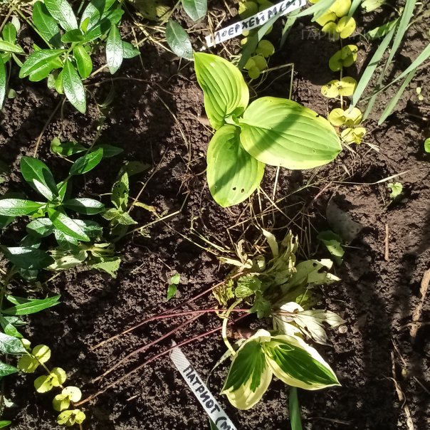 превью изображения отзыва