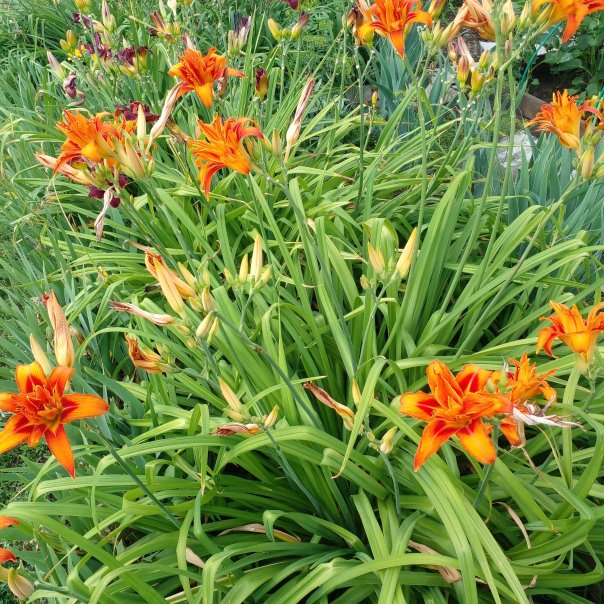 превью изображения отзыва