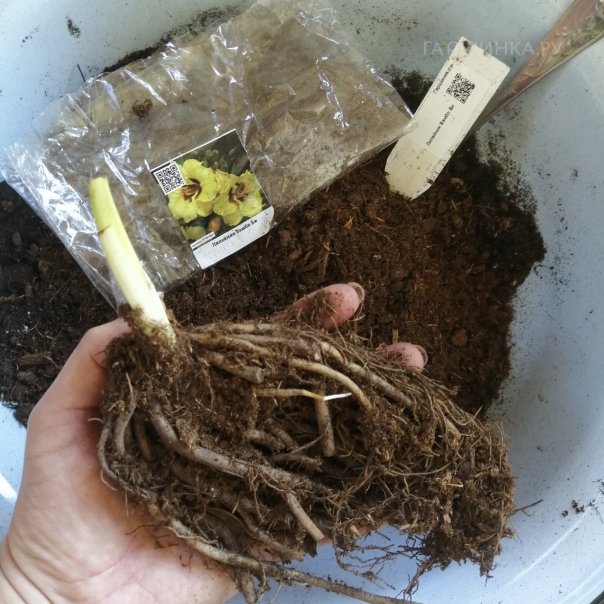 превью изображения отзыва