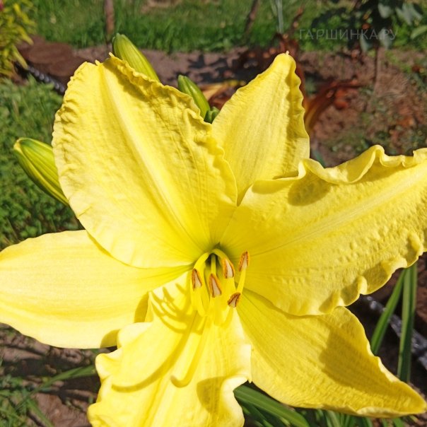 превью изображения отзыва