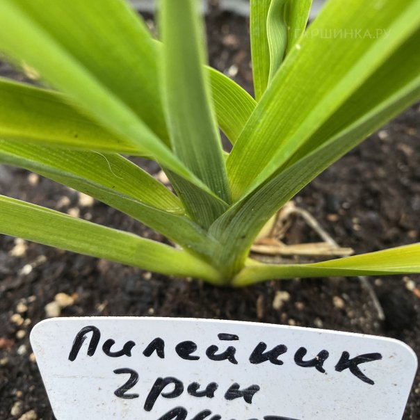 превью изображения отзыва