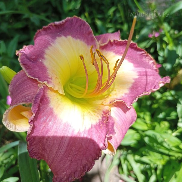 превью изображения отзыва