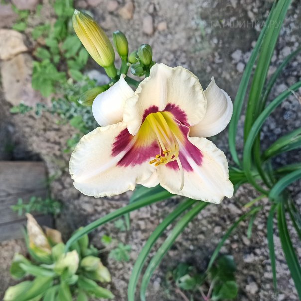 превью изображения отзыва