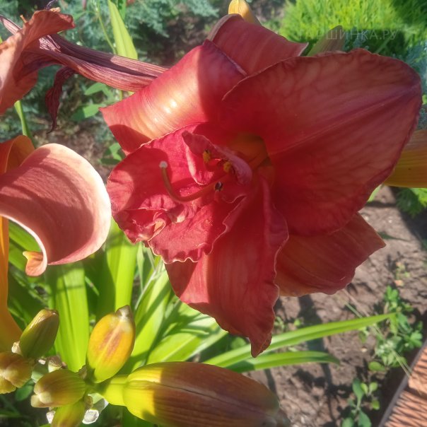 превью изображения отзыва