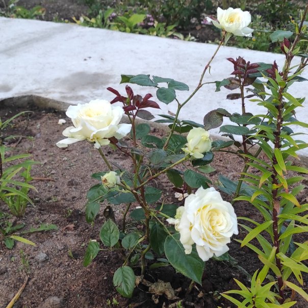 превью изображения отзыва