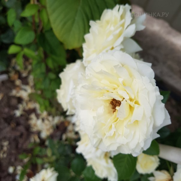 превью изображения отзыва