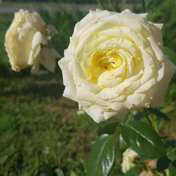 превью изображения отзыва