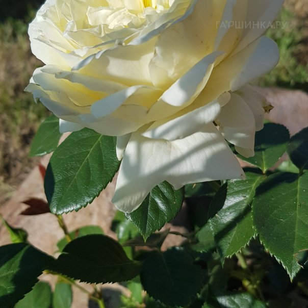 превью изображения отзыва