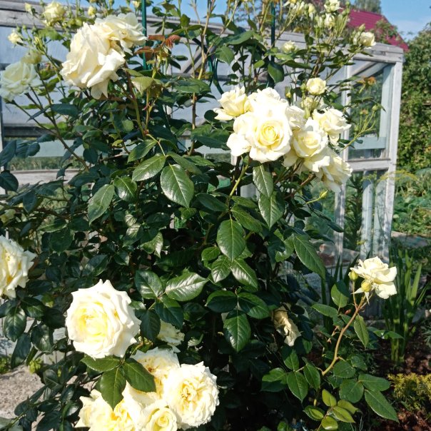 превью изображения отзыва