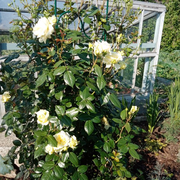 превью изображения отзыва