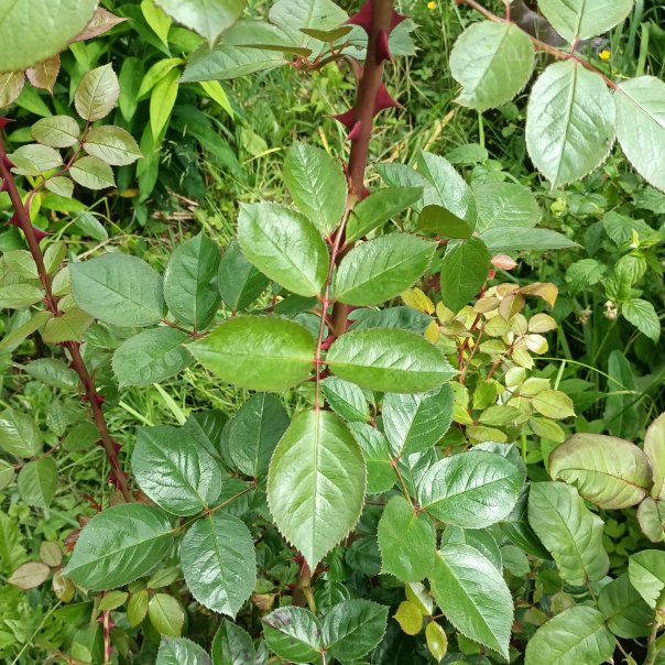 превью изображения отзыва