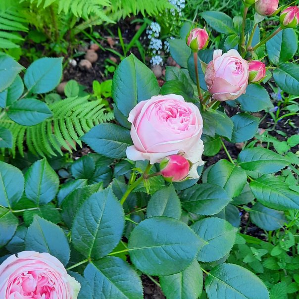 превью изображения отзыва