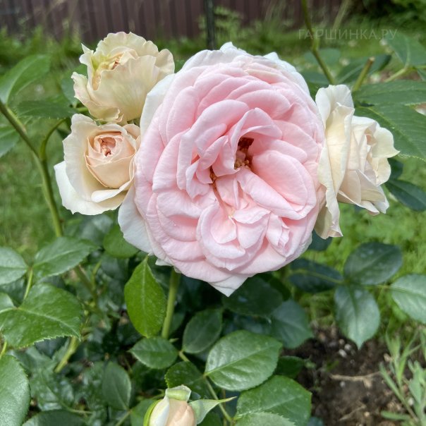 превью изображения отзыва