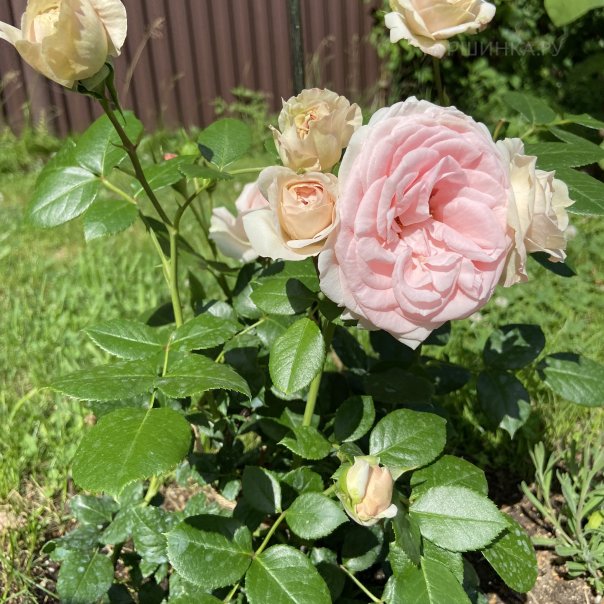 превью изображения отзыва