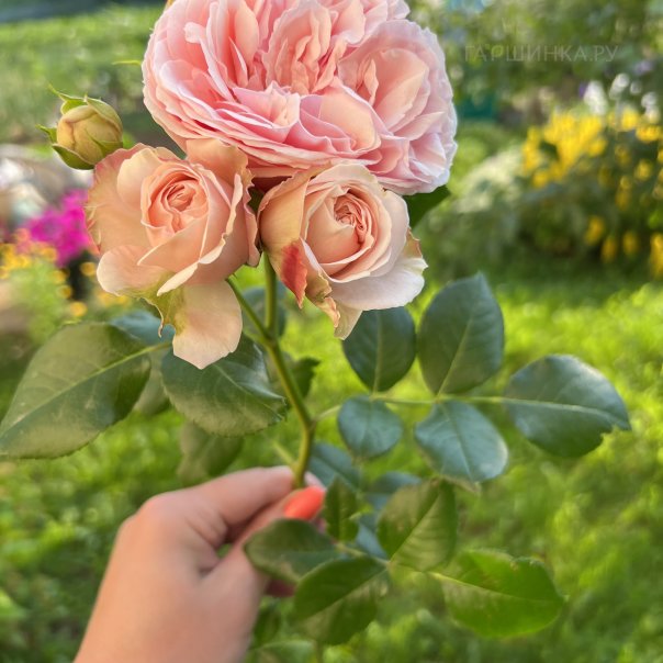 превью изображения отзыва