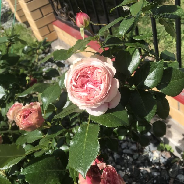 превью изображения отзыва