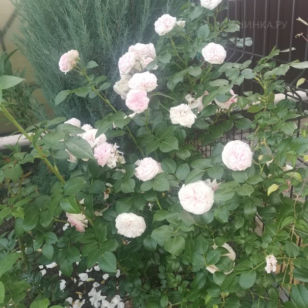 превью изображения отзыва