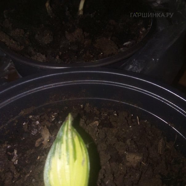 превью изображения отзыва