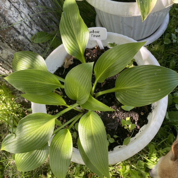 превью изображения отзыва