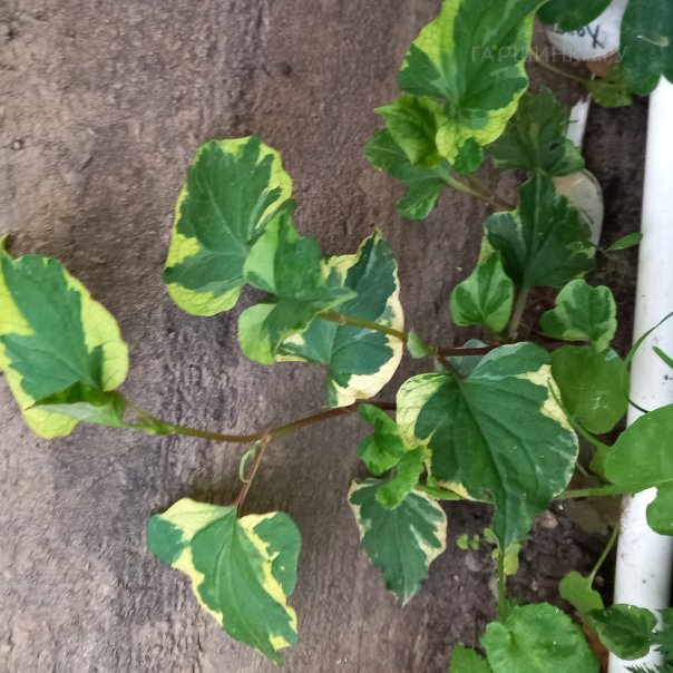 превью изображения отзыва