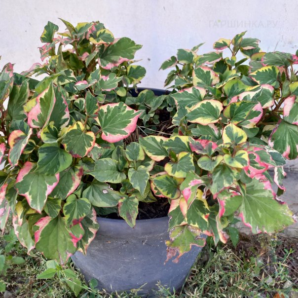 превью изображения отзыва