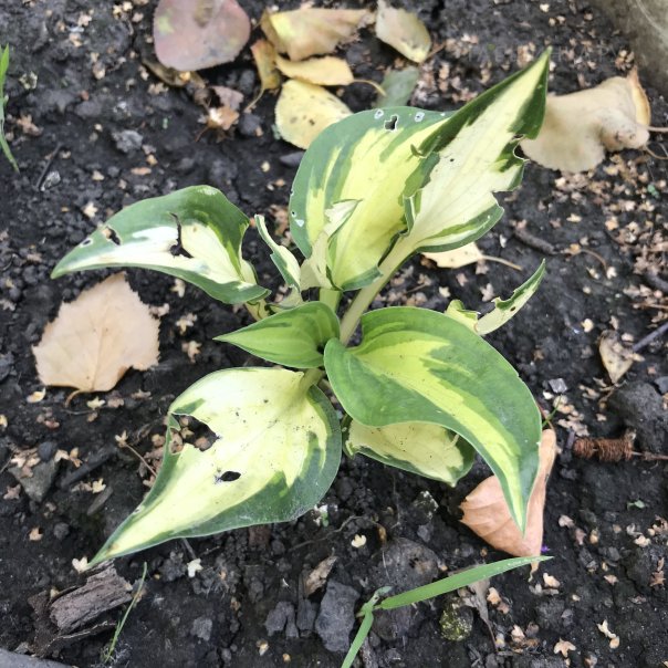 превью изображения отзыва