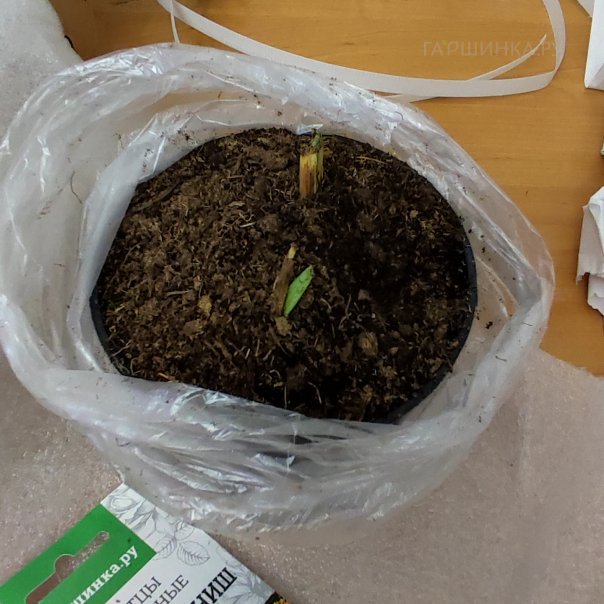 превью изображения отзыва